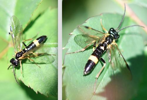 Emphytus cingulatus